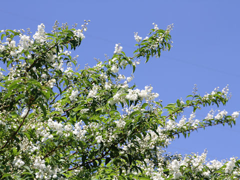 Deutzia crenata f. candidissima