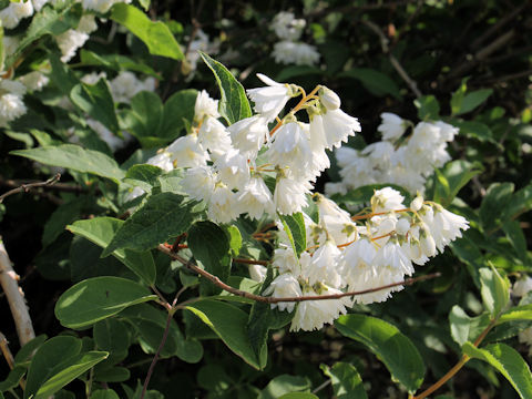 Deutzia crenata f. candidissima