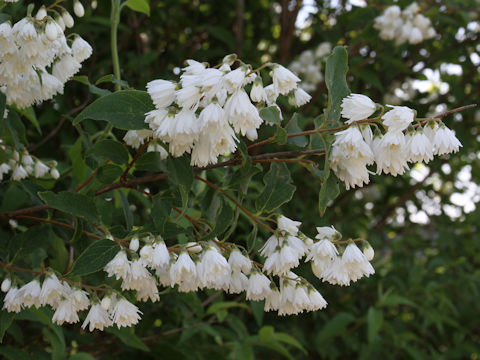 Deutzia crenata f. candidissima