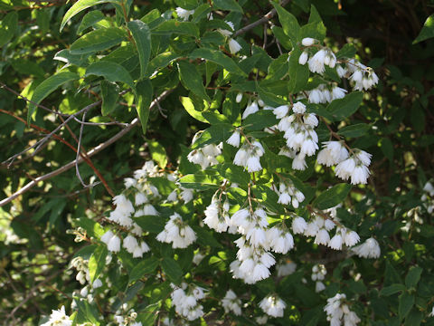 Deutzia crenata f. candidissima