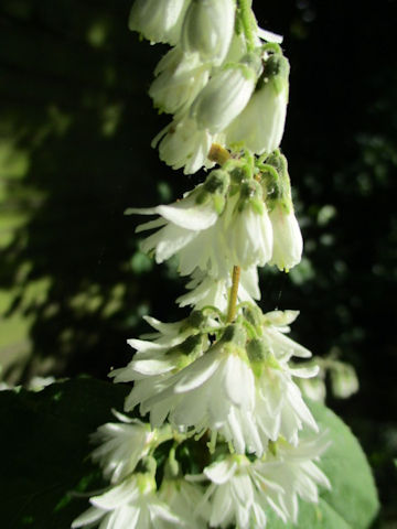 Deutzia crenata f. candidissima