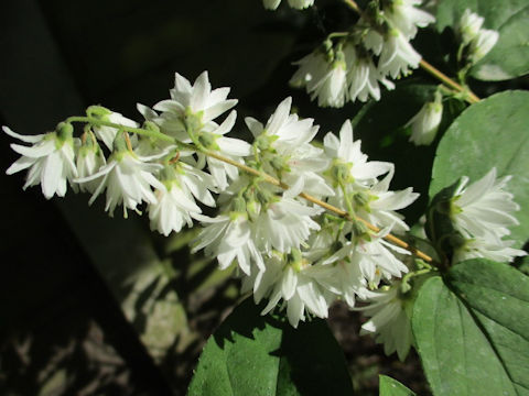 Deutzia crenata f. candidissima