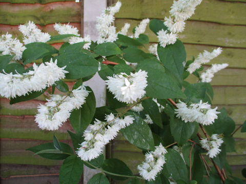 Deutzia crenata f. candidissima