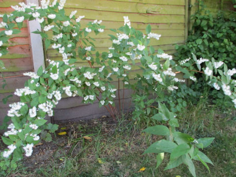 Deutzia crenata f. candidissima