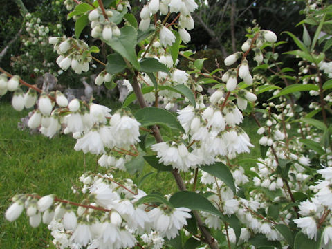 Deutzia crenata f. candidissima