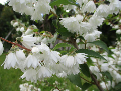 Deutzia crenata f. candidissima