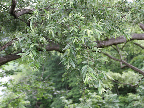 Salix jessoensis