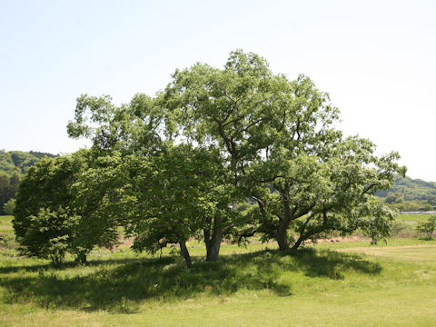 Salix jessoensis