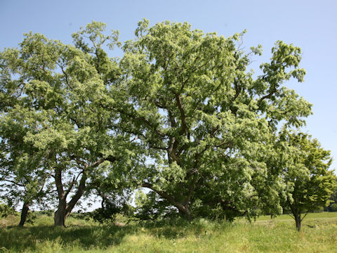 Salix jessoensis