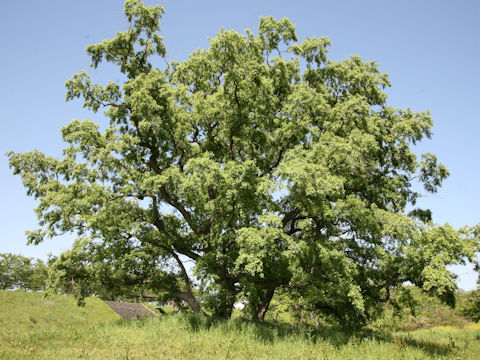 Salix jessoensis