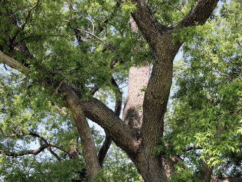 Salix jessoensis