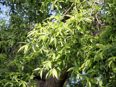 Salix jessoensis