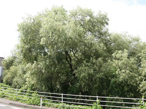 Salix jessoensis