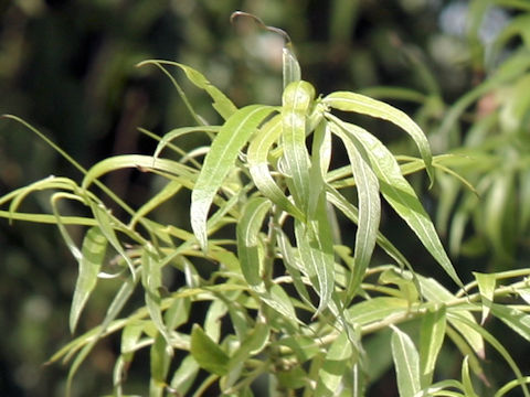 Salix jessoensis