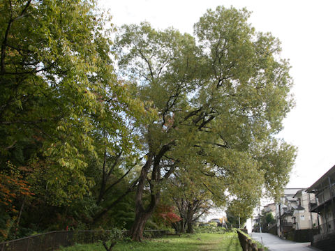 Salix jessoensis