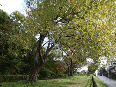 Salix jessoensis