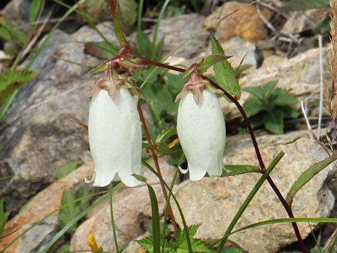 Campanula punctata var. hondoensis f. albiflora