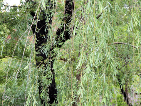 Salix babylonica