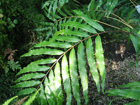 Osmunda banksiifolia