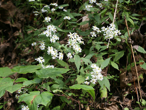 Aster ageratoides var. ageratoides