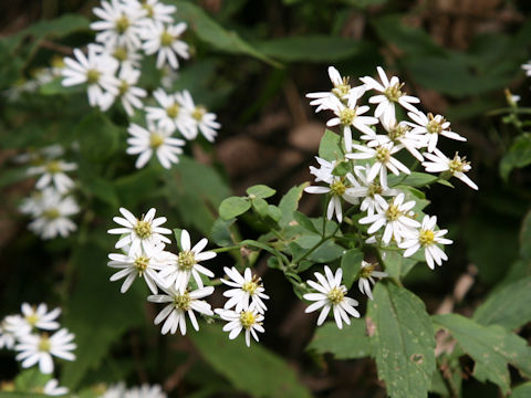 Aster ageratoides var. ageratoides