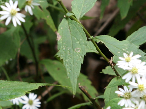 Aster ageratoides var. ageratoides