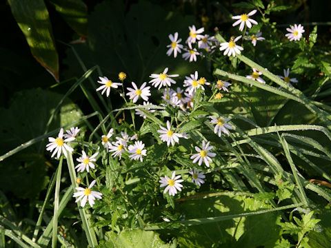 Aster ageratoides var. ageratoides