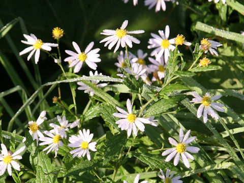 Aster ageratoides var. ageratoides