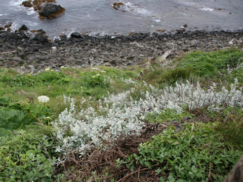 Artemisia stelleriana