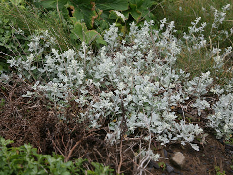 Artemisia stelleriana