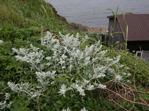 Artemisia stelleriana