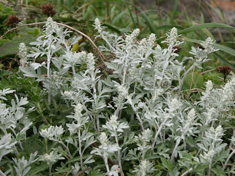 Artemisia stelleriana