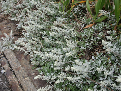 Artemisia stelleriana