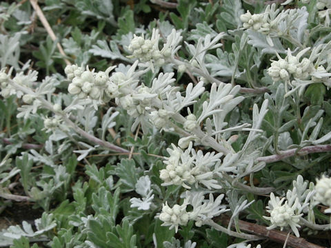 Artemisia stelleriana