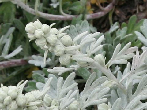 Artemisia stelleriana