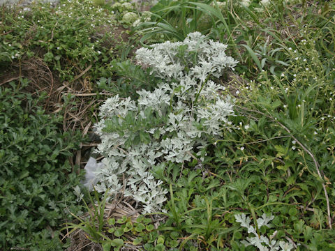 Artemisia stelleriana