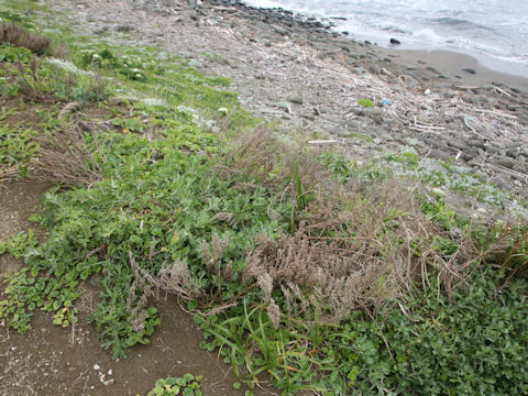 Artemisia stelleriana