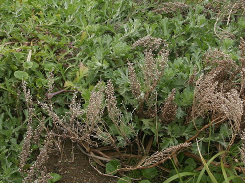Artemisia stelleriana