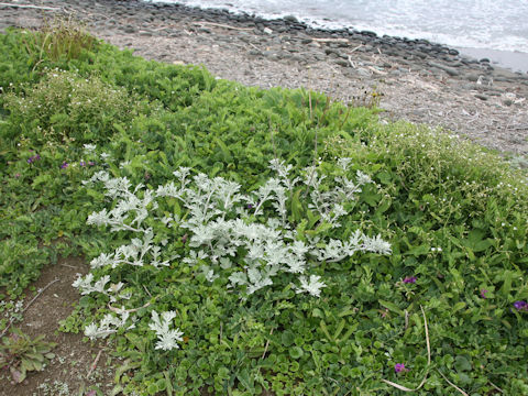 Artemisia stelleriana