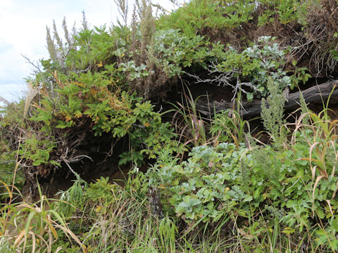 Artemisia stelleriana
