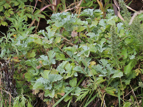 Artemisia stelleriana