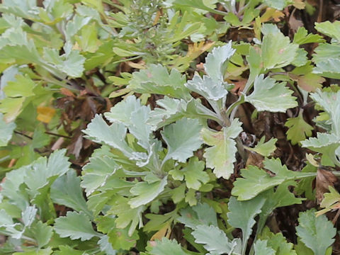 Artemisia stelleriana