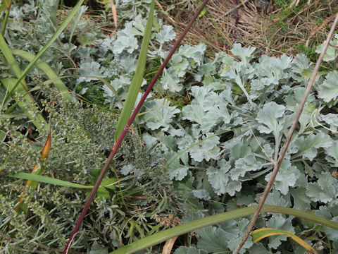 Artemisia stelleriana