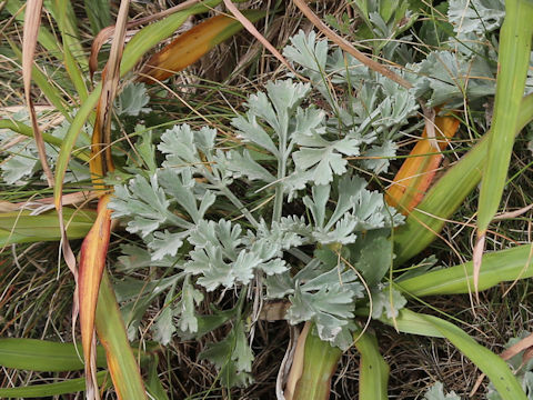 Artemisia stelleriana
