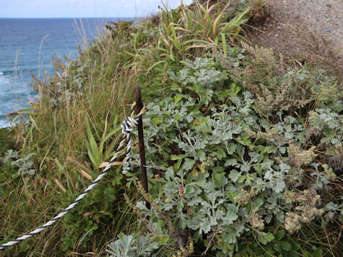 Artemisia stelleriana