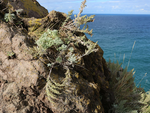 Artemisia stelleriana