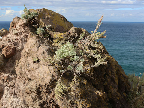 Artemisia stelleriana