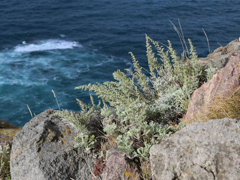 Artemisia stelleriana