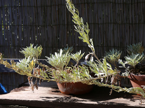 Artemisia stelleriana