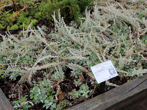 Artemisia stelleriana